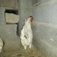 خروس|حیوانات مزرعه|شهرکرد, |دیوار