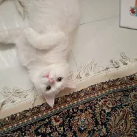 گربه پرشین کلاسیک