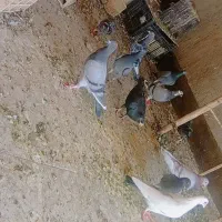 رنگه و المانی