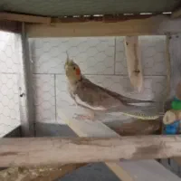 عروس هلندی ماده