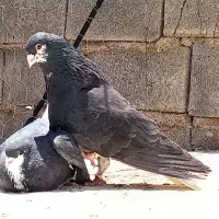 کبوتر