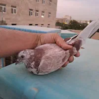 کفتر کبکی غریب گیری