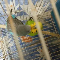 یک جفت مرغ عشق خوش رنگ