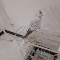 عروس هلندی ۱ ساله