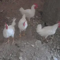 ۴عدد خروس فروشی