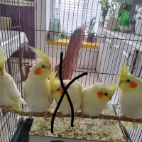 عروس هلندی لوتینو و زعفرانی ماده