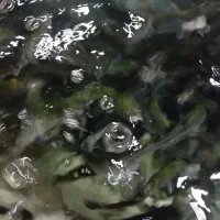 بچه ماهی قزل الا
