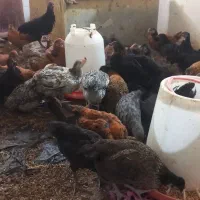 فروش تعدادی جوجه مرغ محلی