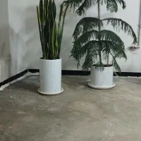 گل طبیعی|گل و گیاه طبیعی|کوهدشت, |دیوار
