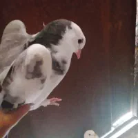 کبوتر معاوضه با جوجه مرغ