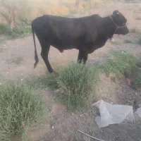 جلب فروشی