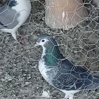 ماده زره ای 1سال آماده ذات بت داره امتحان پس داده