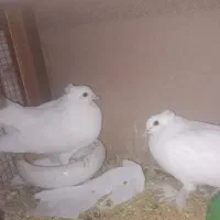 کبوتر راعبی  اصیل