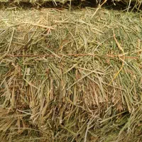 یونجه|لوازم جانبی حیوانات|ملکان, |دیوار