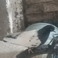 فروش کفتر کله سبز دم سبز