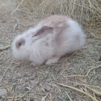 فروش خرگوش