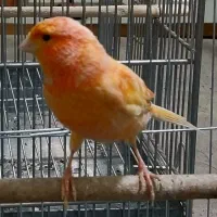 قناری نر ۳ ساله قرص بخون