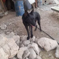 ژرمن بلک