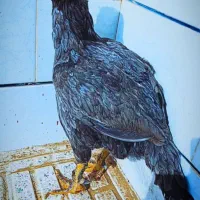 مرغ لاری اصل