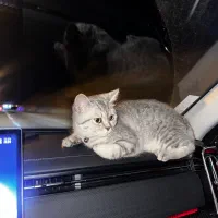 گربه اسکاتیش