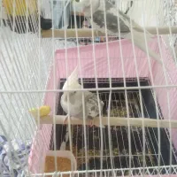 یک جفت عروس هلندی ایزابلا