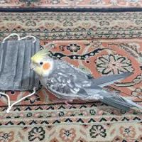 گمشده