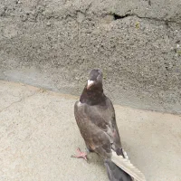 کفتر ابلغ سرخ و خرمایی
