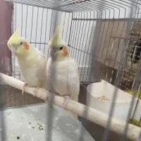 عروس هلندی