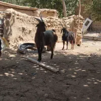 نر بز|حیوانات مزرعه|کمیجان, |دیوار