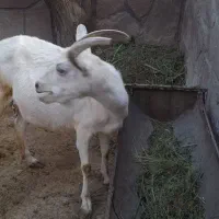 فروش بز ماده