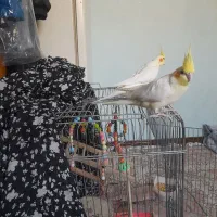 یه جفت عروس هلندی