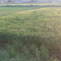 نشا برنج