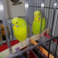 مرغ عشق انگلیسی