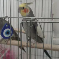 یه جفت عروس هلندی