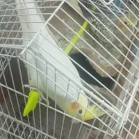 دوجفت عروس هلندی بالغ