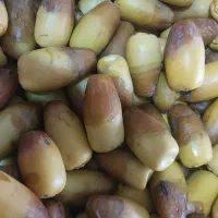 رطب نگار