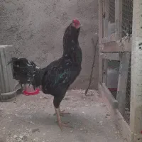 تخم لاری  مولدین ریشو