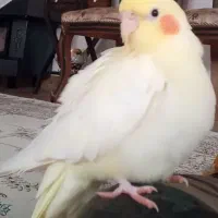 طوطی عروس ۸ ماه