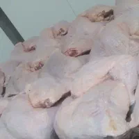 قطعه بندی مرغ