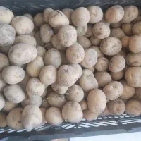 سیب زمینی 25