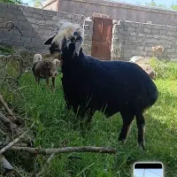 شیشک قره قزل