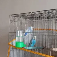 مرغ عشق پروانه ای روی جوجه