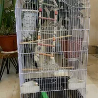 قفس پرنده