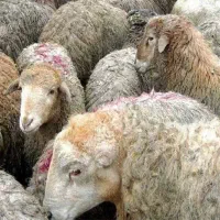 گوسفند زنده خونی نر و ماده