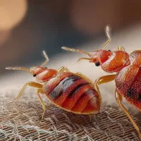 سم پاشی تخصصی و دفع حشرات خانگی در مشهد