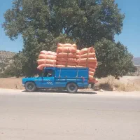 کاه دیم