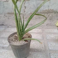 گل زیبا