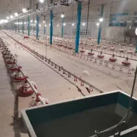 خرید تجهیزات مرغداری مستقیم از کارخانه