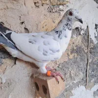 ۱۰ عدد کبوتر