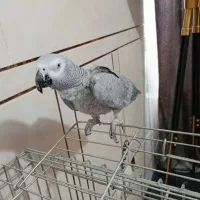 کاسکو دم قرمز پر حرف